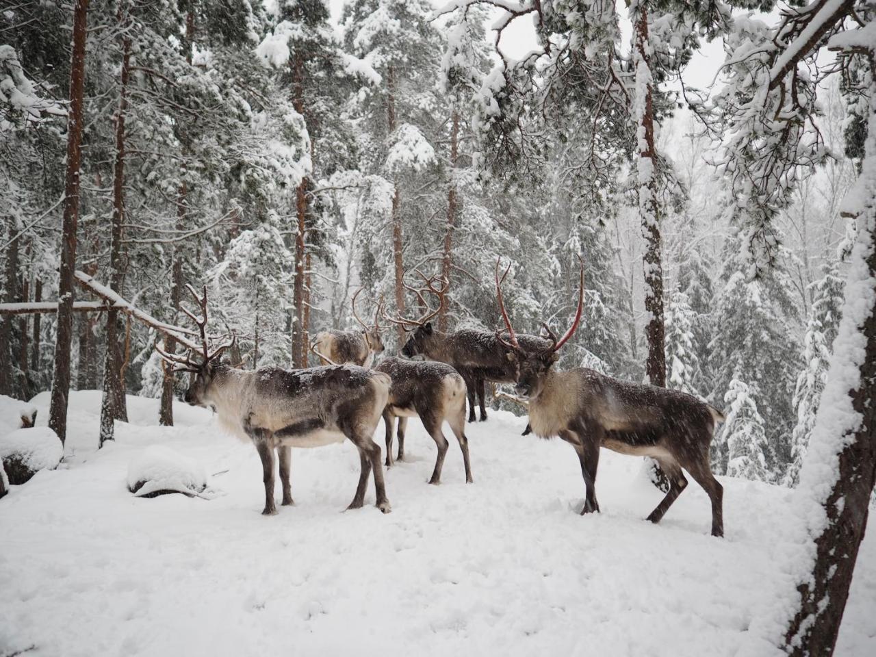 Igluhut - Sleep With Reindeer Villa เอสโป ภายนอก รูปภาพ